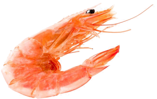 shrimp.png